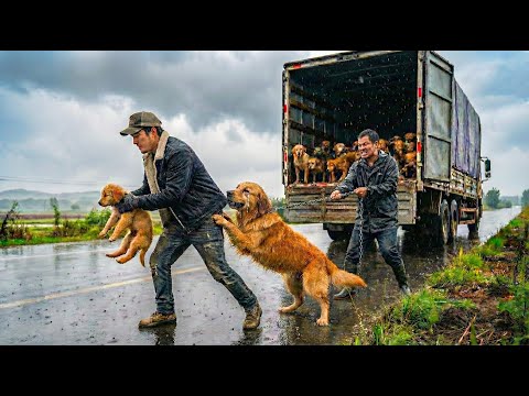 One Step from Death – A Golden Retriever Mother Saved Her Puppy