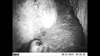 Mice attack & kill grey petrel chick in cave nest on MARION ISLAND