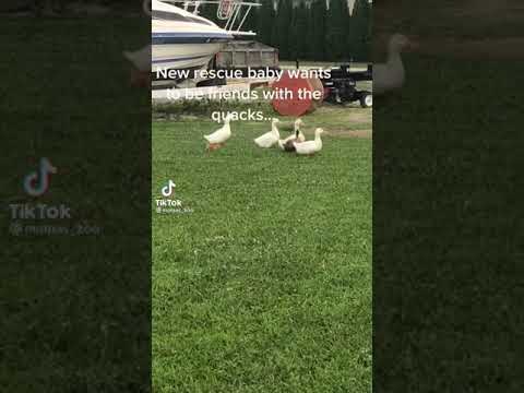 Best funny kingdom videi series#5