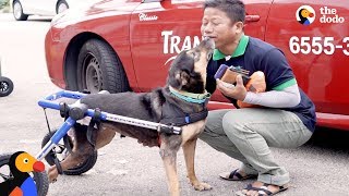 Paralyzed Dog Reunited With Man Who Never Gave Up on Her | The Dodo by The Dodo