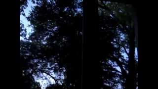 Incredible String Band | Rainbow