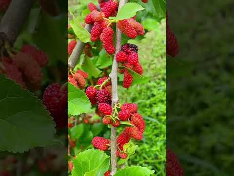 Mulberry Are Very Sweet #fruit #garden #mulberries  #healing #nature #harvest