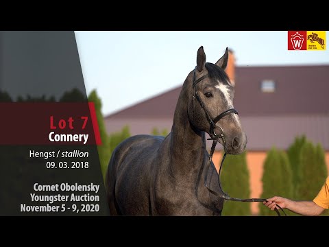 Cornet Obolensky Youngster Auction - Lot 7  Connery - stallion by Cornet Obolensky - Quidam de Revel
