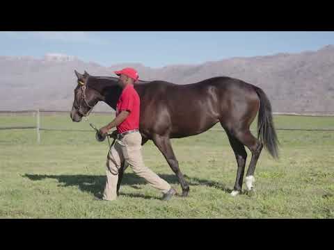 Lot 312 – Surefire x Gimmethegreenlight