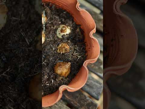 3 gardening trends for 2023 | Country Living UK