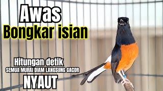 Download lagu PANCINGAN Murai Batu FIGHTER BONGKAR ISIAN KASAR !! murai batu malas bunyi langsung GACOR seketika mp3