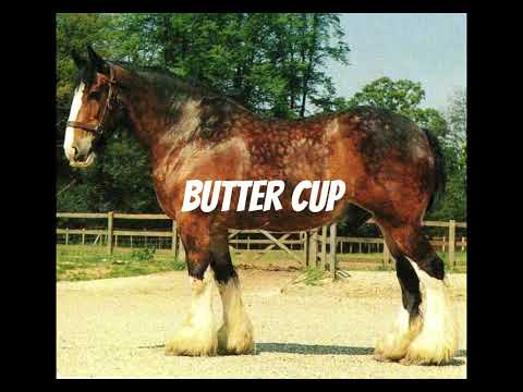 Great names to call Shire horses