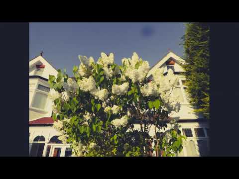 It Seems To Be Spring, Clancy Hayes piano and vocal.