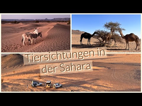 4x4 Overlanding Marokko - Wüstenabenteuer - Teil 3/4: Merzouga-Zagora - Erg Chegaga