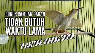 Download lagu MERAWAT BURUNG PIJANTUNG GUNUNG MUDA HUTAN agar Lekas Gacor mp3 Download lagu MERAWAT BURUNG PIJANTUNG GUNUNG MUDA HUTAN agar Lekas Gacor mp3