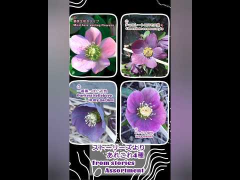 ミントチョコレート 多年生一年生植物 持続的なチョコレートの香り