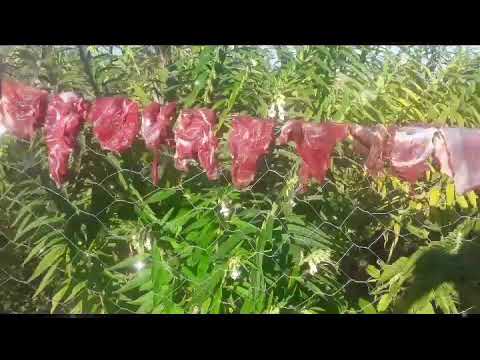 carne de sol da  paca..