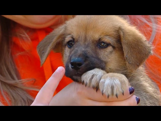 Для братьев наших меньших