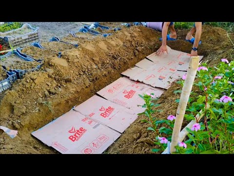 Zero Cost, No Chemicals! Turns Dead Soil To Super Microbe-Rich soil in Days! Plants Will Thank You