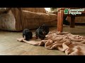 Miniature Dachshund dogs for sale: Dusty - Video 1