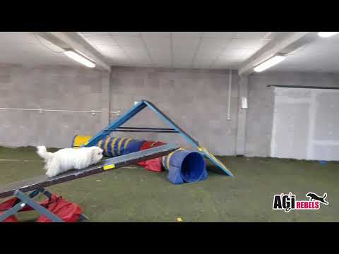 AGIrebels-Jessie, Beatrise a Leontýnka- trénink agility-1/2020