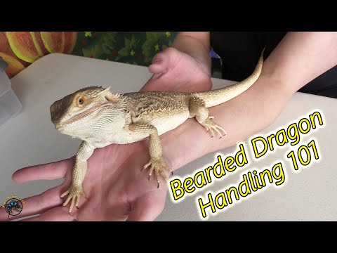 How to Properly Pick Up and Handle Your Pet Bearded Dragon! - Both Adults and Babies! 🦎