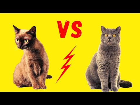 Burma-Katze vs. Britisch Kurzhaar