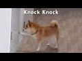 Knock Knock