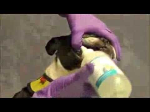 6-PACK Ora-Clens Dental Rinse for Dogs & Cats (8 fl oz) Video