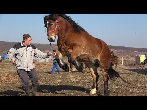 Caii lui Miki de la Crasna, Salaj - 2022 Nou!!!