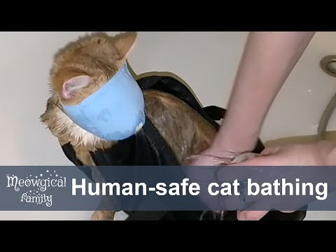🤤 NAILED it:  stressless cat bathing with no scratch