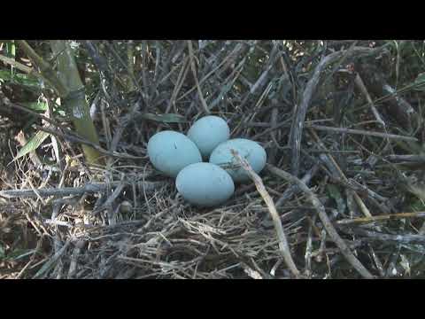 Nido de garzas en tierra seca Santa Fe Entre Ríos Argentina 2026