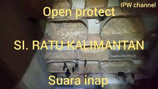 Download lagu suara inap walet SI. RATU KALIMANTAN open protect mp3
