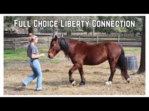 Dem Pferd die Wahl überlassen - Liberty Connection