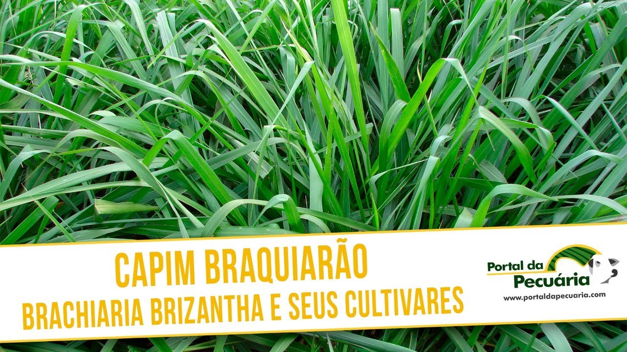 Capim Baquiarão - Braquiária brizantha e seus cultivares