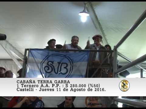 11-08-16 Venta de Terneros y Toros P.P. - Cabaña Terra Garba - Castelli.