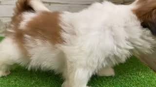 ハーフ犬の動画01