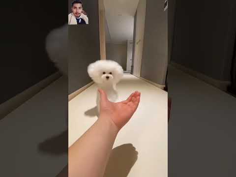 Dog ki 💪training #subscribe #shorts #youtubeshorts #ytshorts #youtube #trending 🔥🔥#viralvideo#dog 🐶🐕