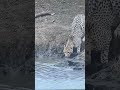 Crocodile Attack