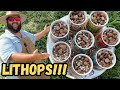How To Plant & Care For Lithops (Living Stones) | Buying Lithops on AMAZON!