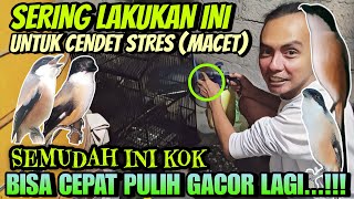 Download lagu CUKUP LAKUKAN INI SAJA ⁉️ CENDET MACET DAN STRES CEPAT PULIH JADI GACOR DAN BONGKAR ISIAN mp3