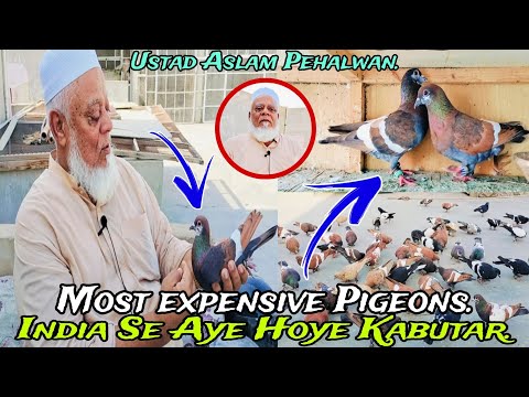 Ustad Aslam Pehalwan ke Unique Kumariye Kabootar | Pigeons Loft | Most Expensive Pigeons. 😃