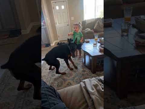 She Taught Him A Trick For A Week  He Learned It In Four Tries  🐕👧😂