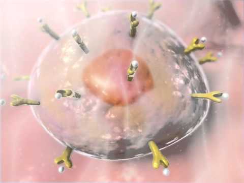 Hormones: Learn@Visible Body