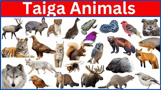 Meet the Majestic Wildlife of the Taiga Forest