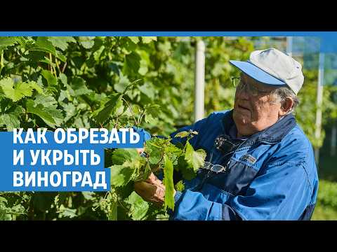 «Нужно убить в себе жабу»: как обрезать виноград осенью и укрыть его на зиму