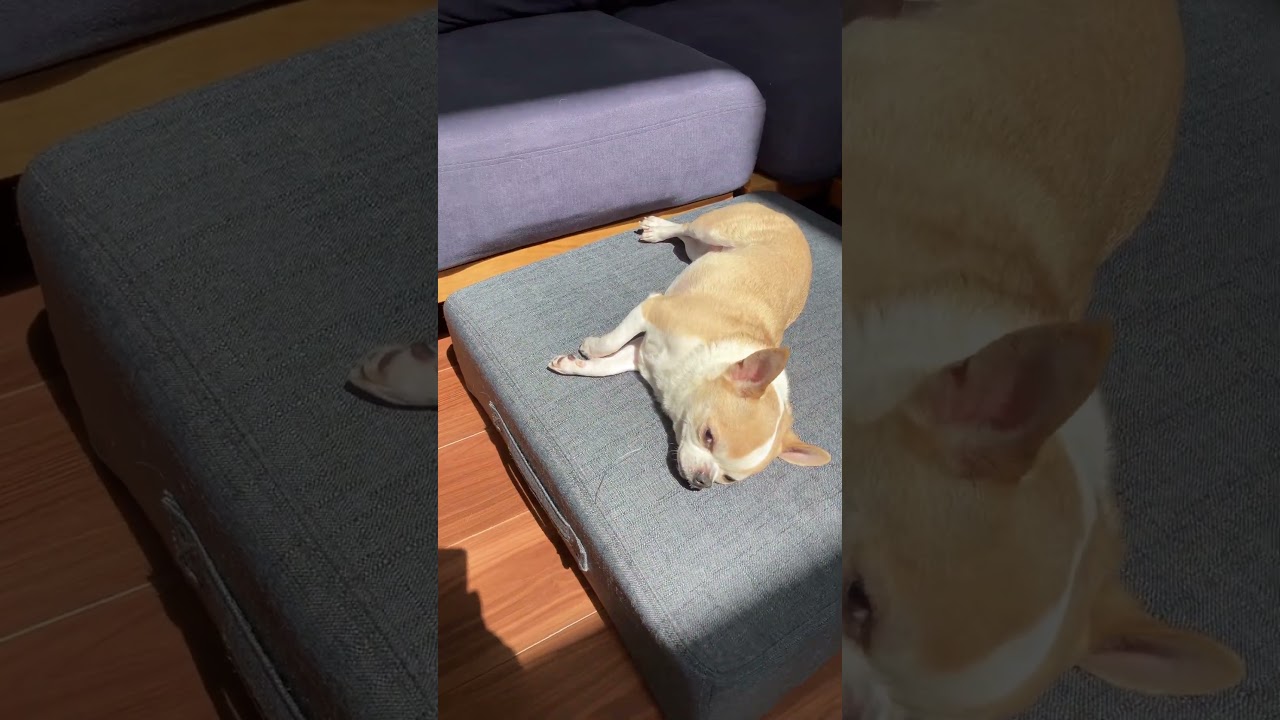 ❤️ひたすら日向ぼっこする、スムチーのムギちゃん❤️