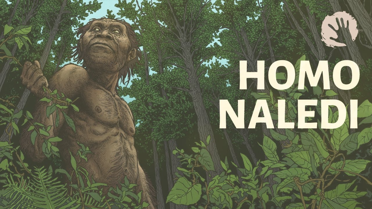 Homo Naledi - New Questions On Human Evolution