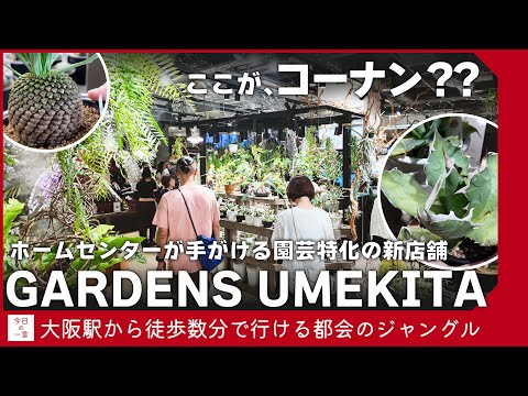 ガンダーマン 植物