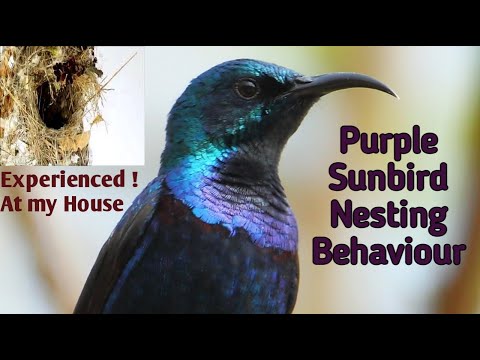Purple Sunbird Nesting Behavior at houses