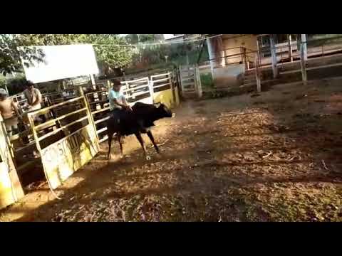 Montarias do Marcelo rainha rodeio Rancho Paraíso(2)