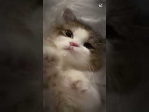 I LOVE cats but I'm not old enough to get one 😭 #cats #adorable #shorts