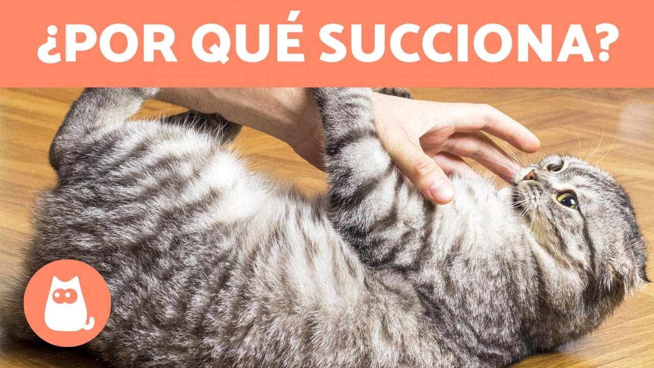 ¿Po
r qué mi GATO SUCCIONA como si quisiera AMAMANTAR 🐱 (4 Razones)