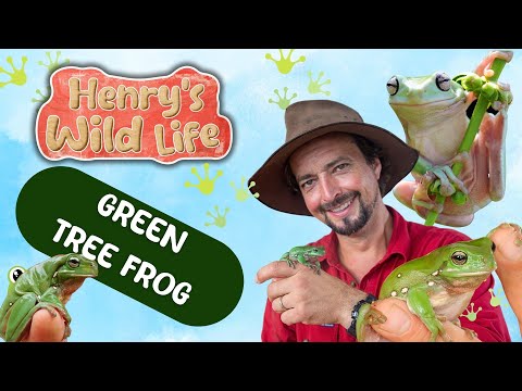 Green Tree Frog - Henry’s Wild Life AUSTRALIA