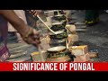Culture Shauk Pongal The History And Significance Of Tamil Nadu S Harvest Festival